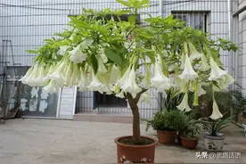 小心！十种美丽又最毒的花，大人小孩一定小心图片