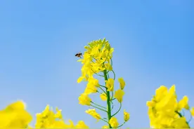 苏城春日最治愈的这抹“金黄”，来了！图片