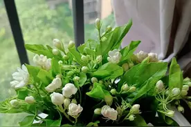 一人养花，全家致癌？这些坏习惯不改，就等着生病吧！图片