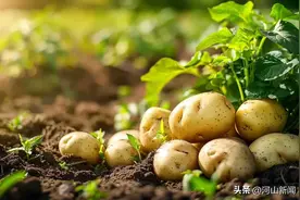 亚洲第一!张家口薯条年产能达到25万吨，常年出口总销量全国占比82%图片