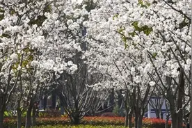快来！错过这场樱花雨要等明年了图片