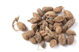 化湿药-砂仁图片