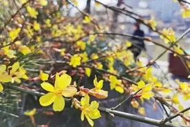 今日春分，春意从此浓图片