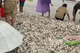 大风吹来无数生蚝？这个便宜咱别捡！图片