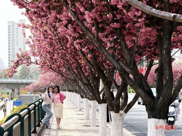 秦州：樱花盛放风光美 如云似霞迎客来