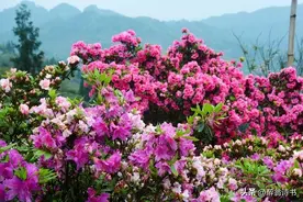 五律·山花烂漫图片