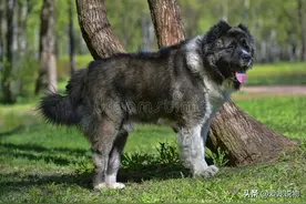 世界上最伟大的守卫犬——高加索山犬图片