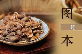识本草丨清热解毒，消肿散结——连翘图片
