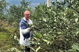 大山深处有酒香 酉阳小伙返乡创业成非遗传人图片