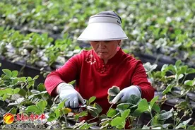 错峰种植迎来冬日采摘热——探访米东“白草莓”里的“甜蜜经济”图片