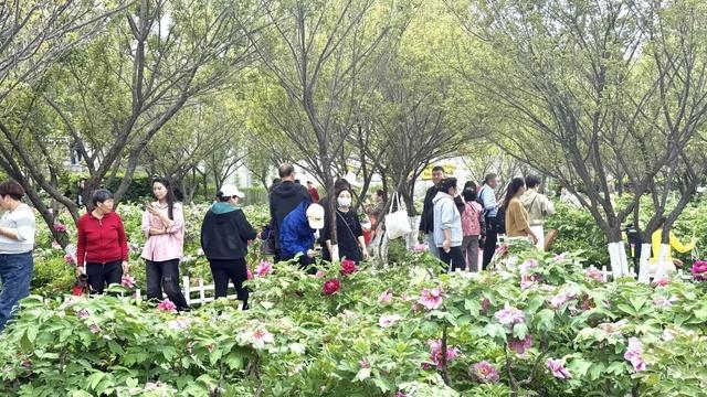 【三秦四季 花样铜川】人间四月芳菲尽 铜川牡丹始盛开