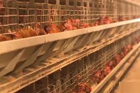 高温下 养鸡场里有“凉策” 风机水帘降温图片
