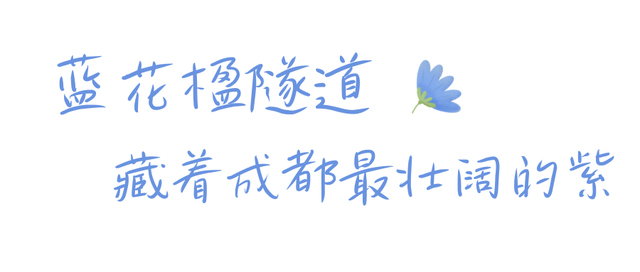 成都人太幸福了吧！出门就掉进蓝紫色花海里~