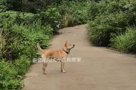 痛心，中华田园犬现状:优秀基因传承难以延续图片