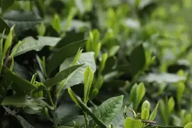 中国传统名茶——太平猴魁图片