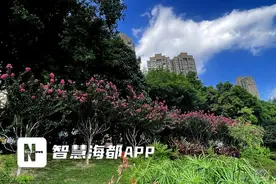 福州琴亭湖畔，紫薇仙子绽放！图片