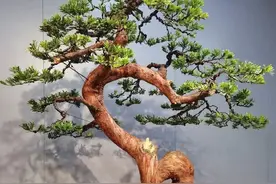 给罗汉松盆景造型，用这几招，盆景不漂亮都难。图片