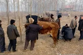 老农花1500元买了一只不吃不喝的牛，屠户：这东西值100万图片
