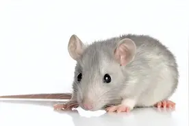 家中放一物老鼠全没有图片