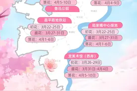 申城明日气温飙升，一日两季！上海“赏樱攻略”来了，错过等一年图片