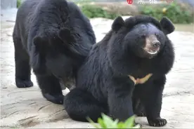 净土精灵——黑熊图片