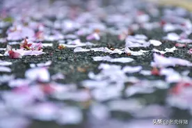 携时光静暖，拥人间清欢，心怀善良与美好，欣赏四季的柔情花开图片