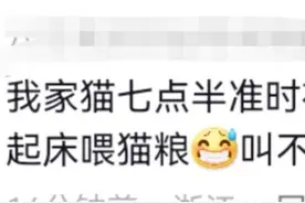 笑哭！网友拍下“小馋猫”偷吃视频，评论区彻底沦陷图片