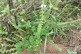 感冒高热不退？这种天然的“退热草”，花只开半边，大家认识吗？图片