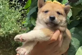 狗狗大队也有自己的“汪蜂”图片