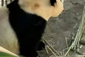 官方通报：主播朱某某，终身禁入！图片