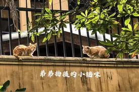 宋清辉：为自由 宋昊然连画都没画完 心爱自行车也不要了 走了795天图片