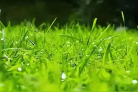 春分翩然而至，开启春的圆舞曲图片