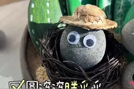 不吵闹、不闯祸的“宠物”你见过吗？稀奇！不少年轻人开始扎堆“养石头”图片