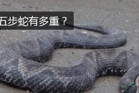 安徽某地惊现巨型五步蛇，伤者剁指保命，专家冒死进山寻找真相！图片