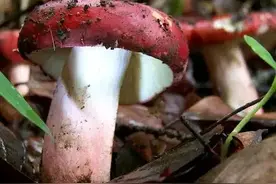 "警钟长鸣！野生菌美味背后的致命陷阱：珍爱生命，远离毒蘑菇"图片