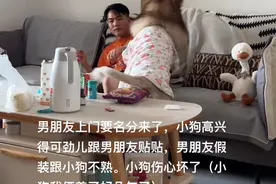 笑不活了，男子去女友家假装不认识狗，笑死在网友的评论区图片