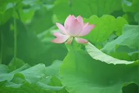 前世欠，今世缘，情人债要用一辈子来还图片