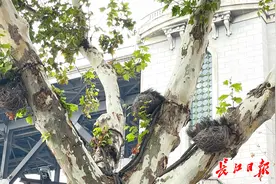 这些地方的大树也被景观灯勒出了“伤痕”图片