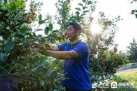 山东烟台：苹果香飘远 “丰收”正当时图片