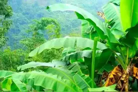 芭蕉是常见的水果，但它的果 根 叶 花 茎汁都可以入药，你知道吗？图片