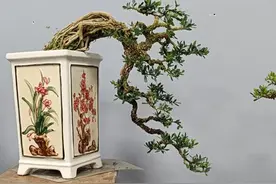 盆景爱好者的天堂——精品年功黄杨鉴赏图片