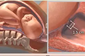 男生必修课：顺产生孩子过程！一组3D图告诉你，女人很伟大图片