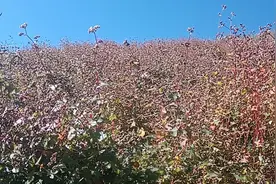 大学专业（动物科学和动物医学类）图片