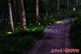 超浪漫！南宁这座公园“荧光星海”图片
