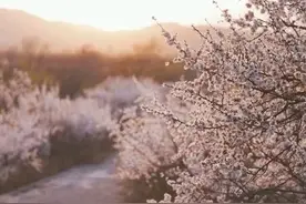 十里杏花，香醉人间图片