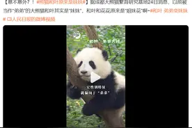 小鸡：安能辨我是雄雌？一个老板都不敢让加班的神奇职业图片