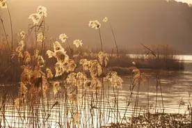 芦荡日光浴图片