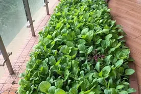 发现一大哥，因阳台“半亩菜地”而走红，网友：低调中的奢华图片