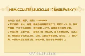 白条鱼营养价值图片