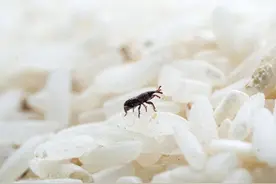 大米生虫，不能暴晒！米虫最怕这3招，米袋里放一点，一年不生虫图片